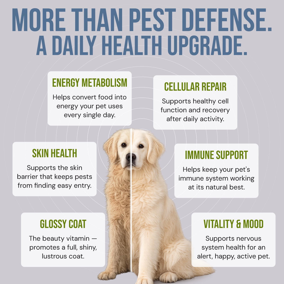 Natural Flea & Tick Prevention Soft Chews C960